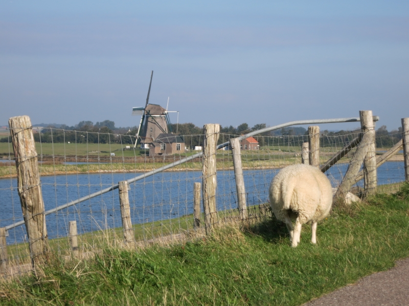 Texel